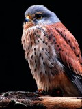 Lesser kestrel?
