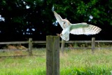 The landing