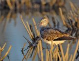 _JFF2274 Yellow Legs Yawning.jpg