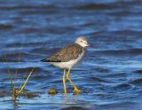 _JFF2382 Yellow Legs on Grass Point.jpg