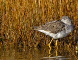 _JFF2428 Yellow Legs at reeds.jpg
