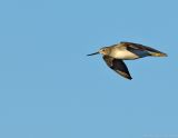 _JFF2748 Greater Yellow Legs in Flight.jpg