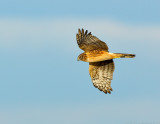 _JFF3778 Northen Harrier in Flight, Parker River National Wildlife Refuge, Newbury, Massachusetts