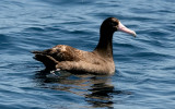Short-tailed Albatross, immature