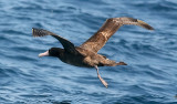 Short-tailed Albatross, immature