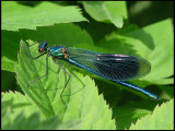 Calopteryx splendens 3.jpg