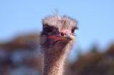inquisitive
