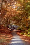 leaf fall