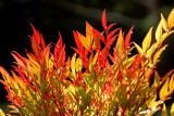 winter colour 2