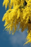 harbinger of Spring