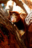 tree kangaroo