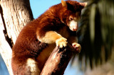 tree kangaroo 2