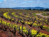 Barossa Valley