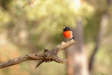 Scarlet Robin