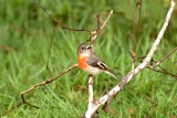 Mrs Scarlet Robin