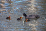 Eurasian coot and chicks