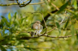 Scarlet Robin chick