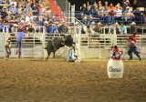 Bull Riders Are Crazy!!! ( Fact ),,,,,,,,