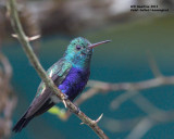 _MG_4970_VioletbelliedHummingbird.jpg