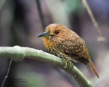_MG_5152_WhtwhiskeredPuffbird.jpg
