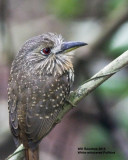 _MG_5161_WhtwhiskeredPuffbird.jpg