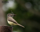 _MG_5429_Panama Flycatcher.jpg