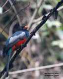 _MG_5726_BlktailTrogon.jpg