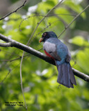 _MG_5757_BlktailTrogon.jpg