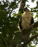 _MG_5806_CollaredForestFalcon.jpg