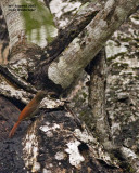 _MG_5892_CocoaWoodcreeper.jpg