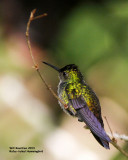 _MG_6123_RufustailHummingbird.jpg