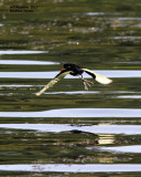 _MG_6273_WaddledJacana.jpg