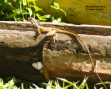 _MG_6283_Basilisk.jpg