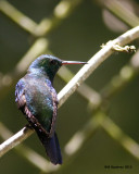 _MG_6976_hummer.jpg