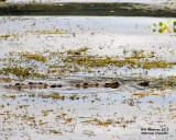 _MG_7119_AmCroc.jpg
