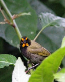 _MG_7399_Yellow-facedGrassquit.jpg