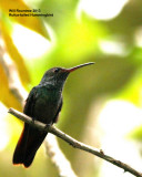 _MG_7571_RtailedHummingbird.jpg