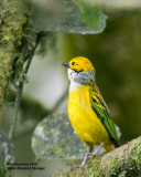 _MG_7758_SilverthroatTanager.jpg