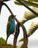 _MG_7824_BayheadTanager.jpg