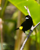 _MG_7845_FlamerumpTanager.jpg