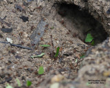_MG_8938_Ants.jpg