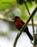 _MG_8991_CrimsonbackTanager.jpg