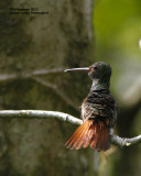 _MG_9034_RofoustailHummer.jpg