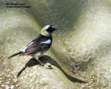 _MG_9143_GoldenhoodedTanager.jpg