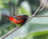 _MG_9347_CrimsonbackTanager.jpg