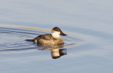 Ruddy Duck, (M), non-breeding. Ridgefield NWR