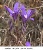 Brodiaea coronaria