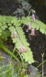Stenanthium occidentale