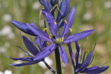 Cammasia quamash Common camas