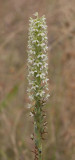 Habenaria greenei syn. Piperia maritima